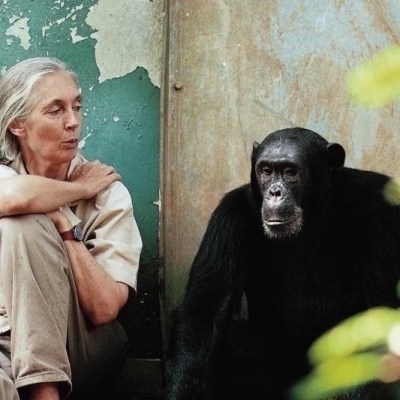 Jane Goodall – Lo&nbsp;sguardo