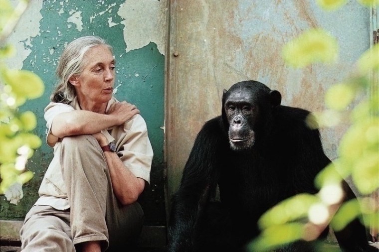 Jane Goodall – Lo&nbsp;sguardo